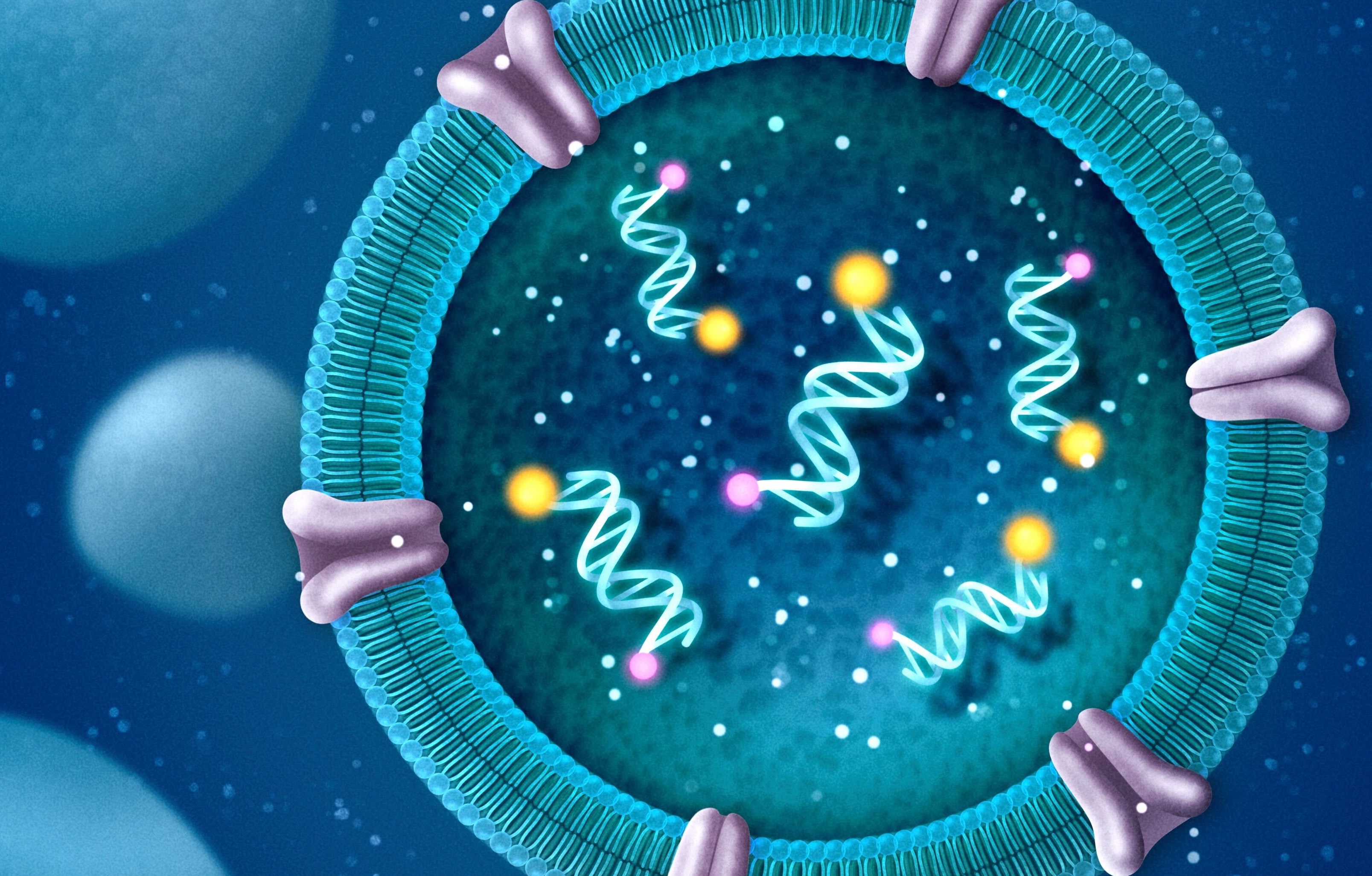 cell-specific and organelle-specific targeting